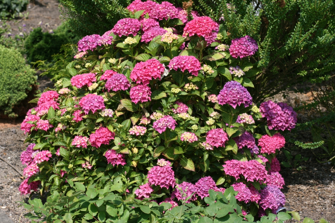 Hydrangea Macrophylla for Pinterest