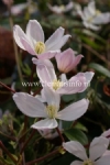 Clematis 'Apple Blossom' 