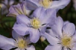 Clematis BABY DOLL 