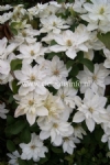 Clematis BABY STAR 