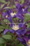 Clematis BLUE PIROUETTE 