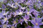 Clematis BLUE RIVER 