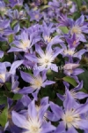 Clematis BLUE RIVER 