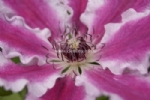Clematis 'Capitaine Thuilleaux' 