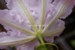 Clematis 'Capitaine Thuilleaux' 