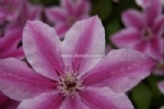 Clematis 'Carnaby' 