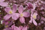 Clematis 'Fragrant Spring' 