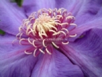 Clematis 'Richard Pennell' 
