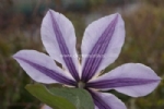 Clematis STAR RIVER 
