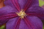 Clematis 'Star of India' 