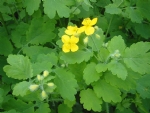 Chelidonium majus