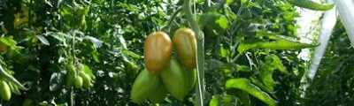 tomaten