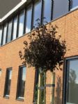 Acer_hoogstam.JPG