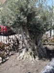 olijfboom 200 jaar oud.JPG