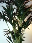Plant4.JPG