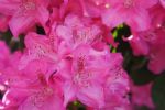 Bloeiende azalea.JPG