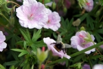  Bloemen_bijen