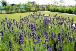 lavendula 