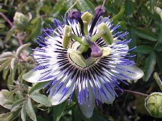 Passiflora