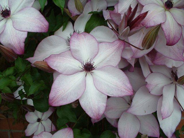 clematis fond memories kletterpflanzen clematis pflanzen