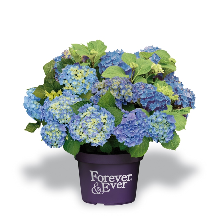 De Jong Plant B.V. - Hydrangea macr. Forever & Ever