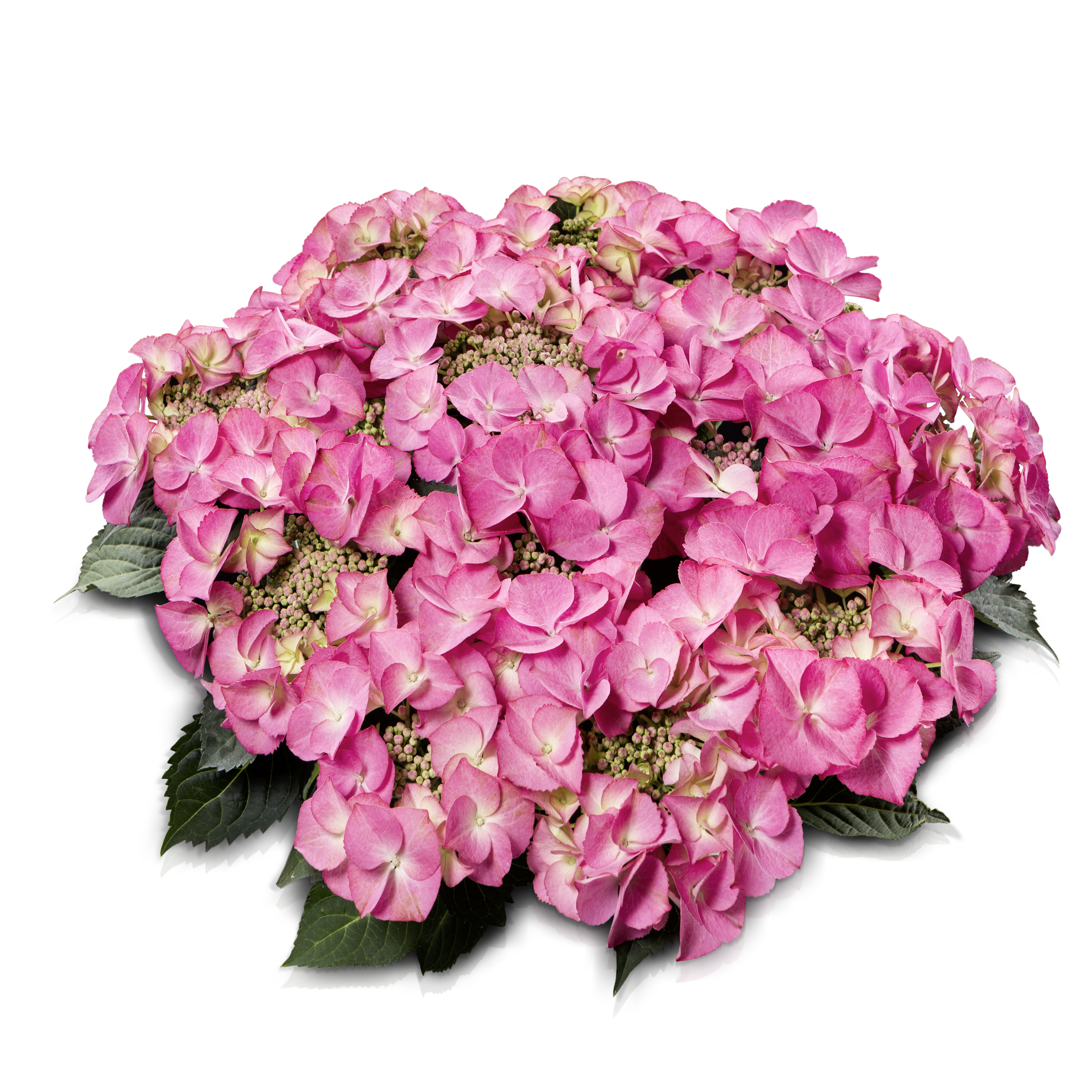 Гортензия florentina pink фото