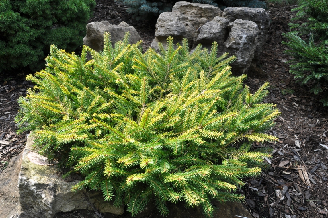 Picea abies 'Vermont Gold'